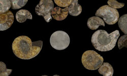Mini Cabochon Ammonite Fossils 10pk
