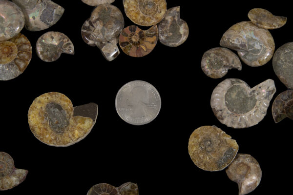 Mini Cabochon Ammonite Fossils with coin for size