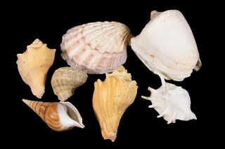 Large assorted Sea Shells top view