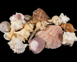 Large assorted Sea Shells front view