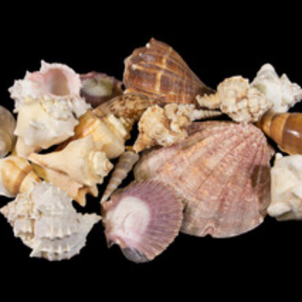 Large assorted Sea Shells 2lbs