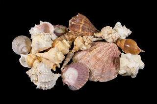 Large assorted Sea Shells front view