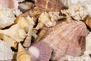 Large assorted Sea Shells close view