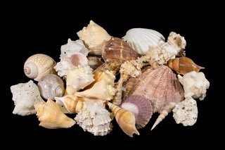 Two pounds of Large assorted Sea Shells