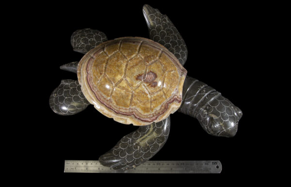 marble turtle with ruler to show scale