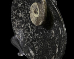 Black Ammonite and Orthoceras 7" Tray