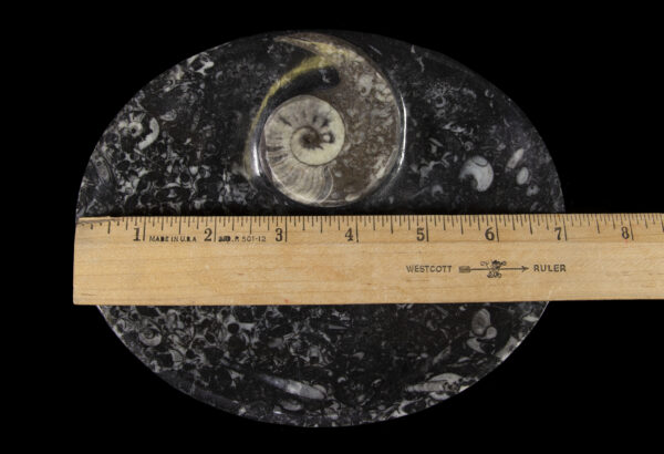 Black ammonite and orthoceras tray measured with ruler