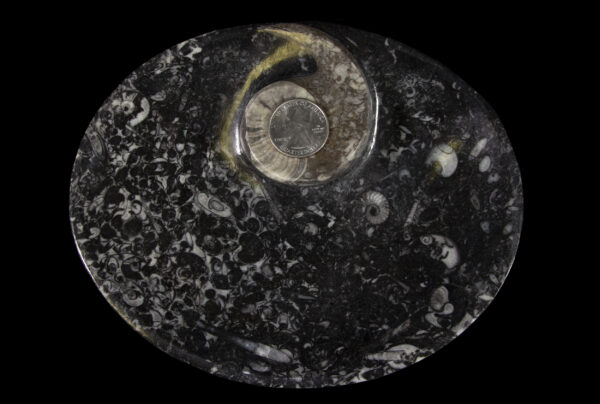 Black ammonite and orthoceras tray with quarter to scale