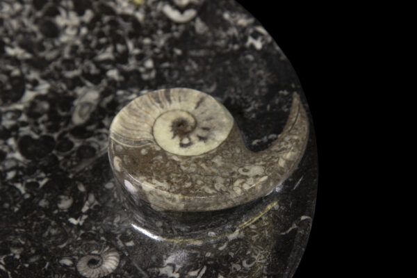 Black ammonite and orthoceras tray close up
