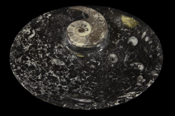 Black ammonite and orthoceras tray
