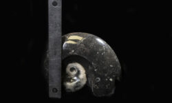 Ammonite Fossil Sculpture (Individual Piece)