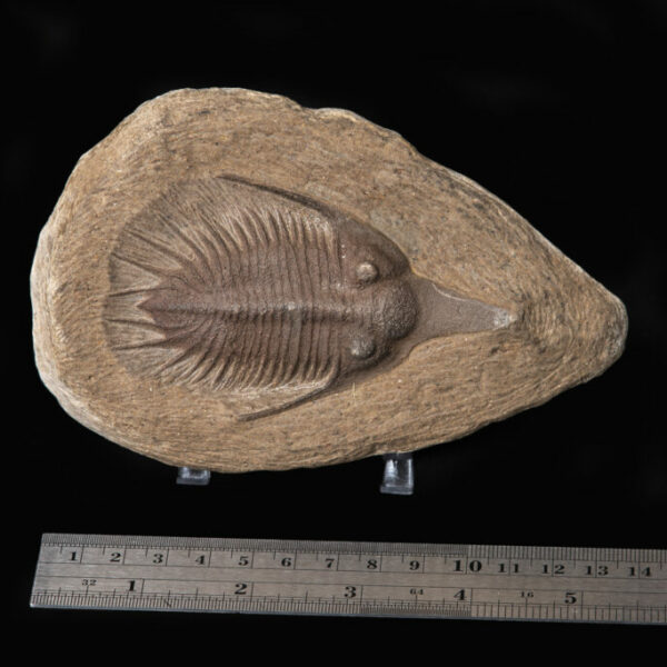 Faux Trilobite Casting (Individual Piece)