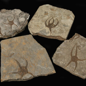 Star Fish Fossil Plates