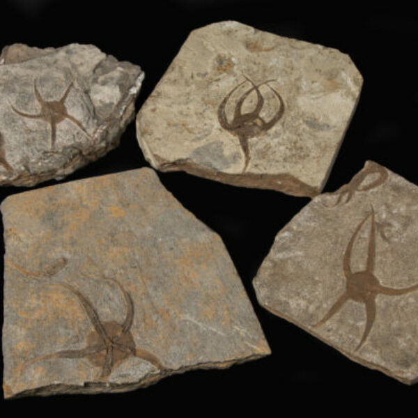 Star Fish Fossil