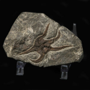 Star Fish Fossil (small)