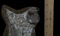 Brown Ammonite and Orthoceras Plaque with Border and Stand