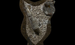 Brown Ammonite and Orthoceras Plaque with Border and Stand