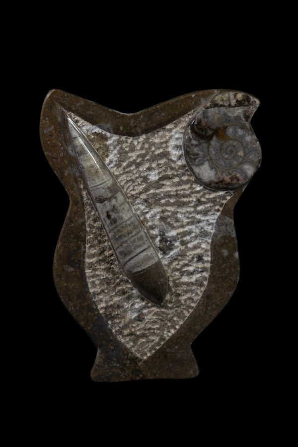 Brown Ammonite and Orthoceras plaque with border