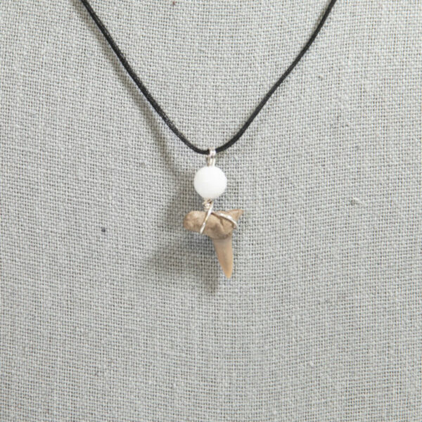 Shark Tooth Necklace (Florida Shark) White bead