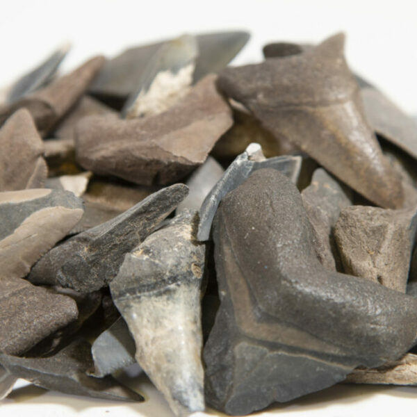 Three Pack of Megalodon Tooth Fragments