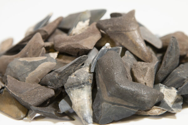 Megalodon Tooth Fragments