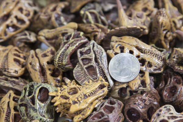 Dino Skulls with coin for size reference