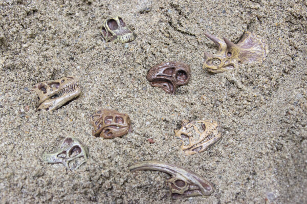 Dino Skulls in sand
