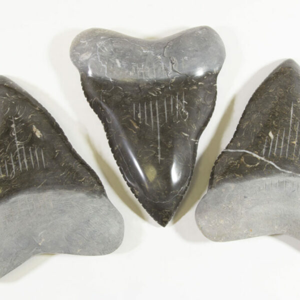 Large Marble Megalodon Tooth  – Turtleman Foundation Purchase (One Tooth)