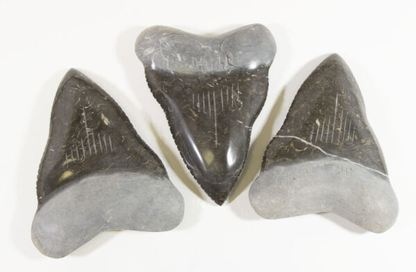 large Mable megalodon tooth