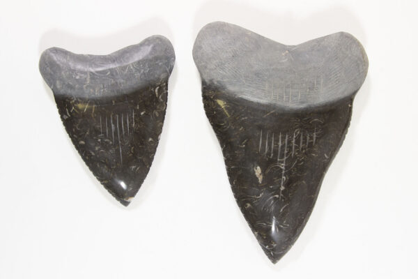 large Mable megalodon tooth