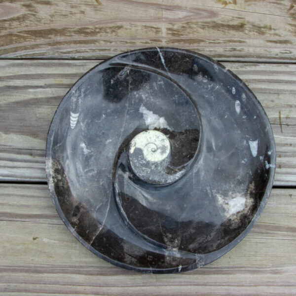 Orthoceras/Ammonite Plate