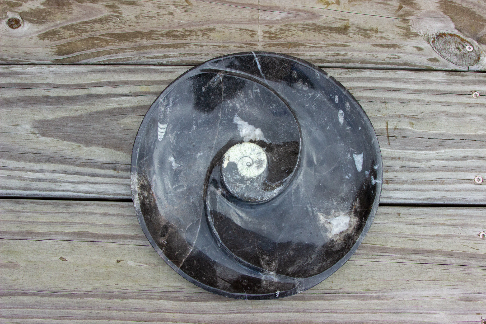 Orthoceras/Ammonite Plate