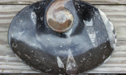 Ammonite/Orthoceras oval dish