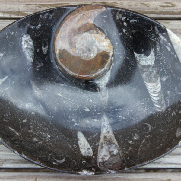 Ammonite/Orthoceras oval dish