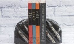 Lg Round Orthoceras Bookends