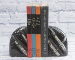 Lg Round Orthoceras Bookends