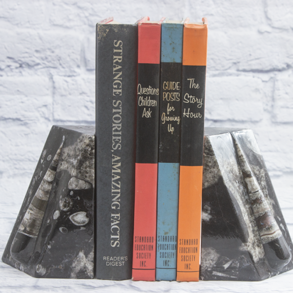 Xlg Orthoceras Bookends