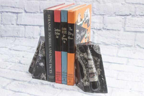 XLG Orthoceras bookends with books in between both ends