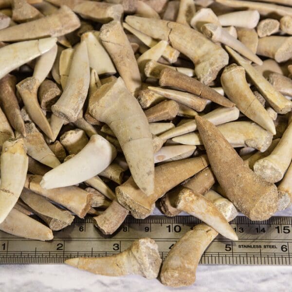 1/4 pound Enchodus Fish Fangs, Saber Tooth Herring