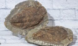 Cambropallas Large Trilobite Fossil Matching Half