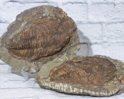 Cambropallas Large Trilobite Fossil Matching Half