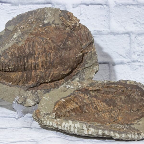 Cambropallas Large Trilobite Fossil Matching Half