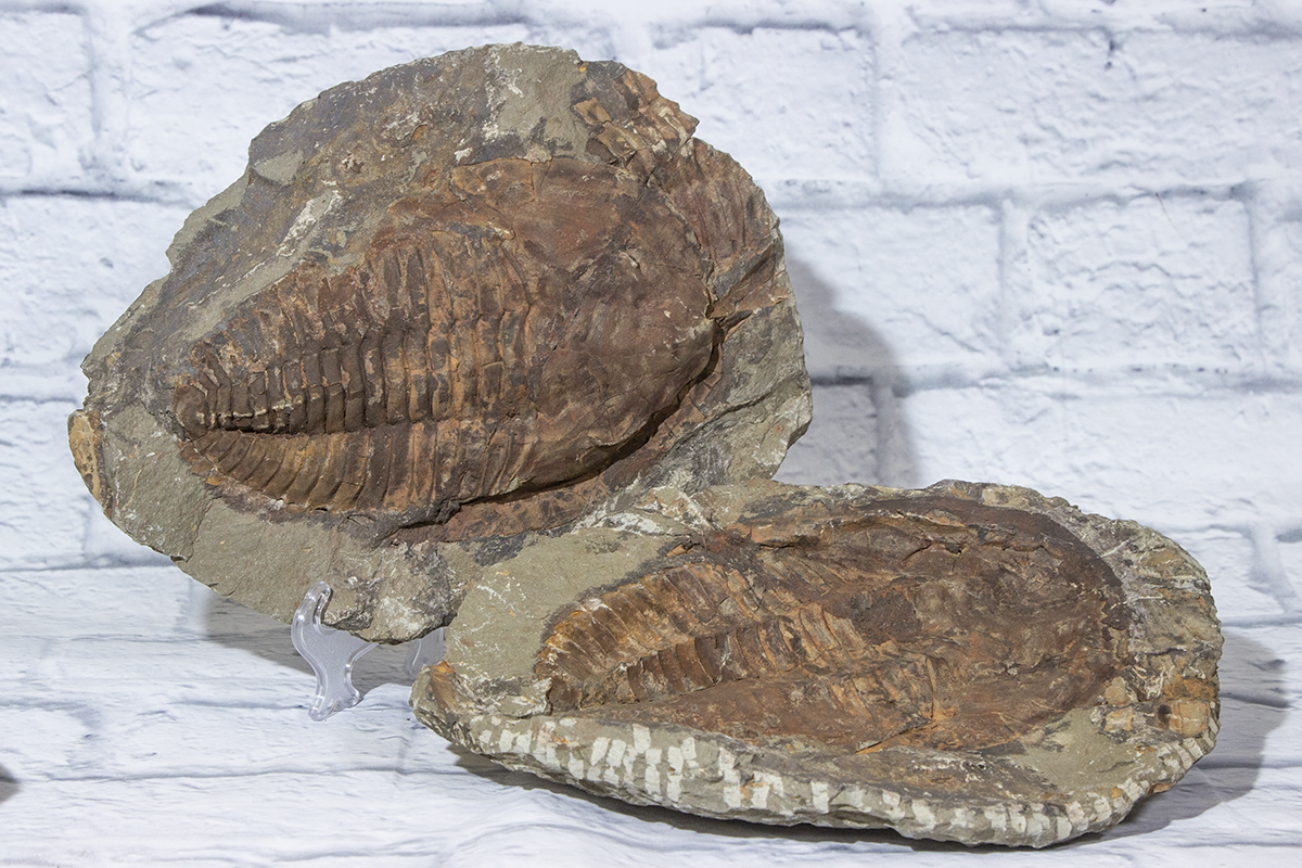 Cambropallas Large Trilobite Fossil Matching Half